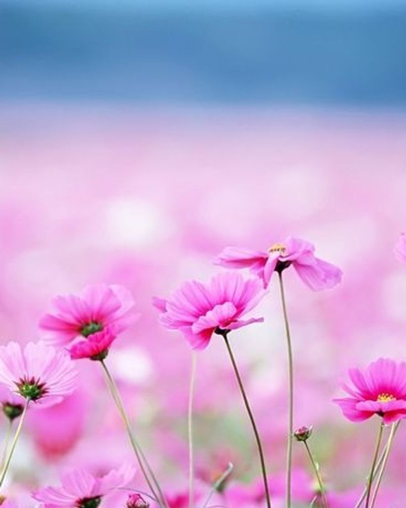 Jennie Antonia Morales