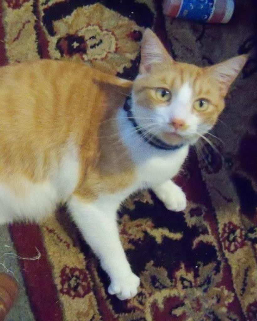 Chester Profile Photo