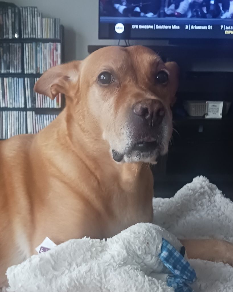 Angel Acquaviva Profile Photo