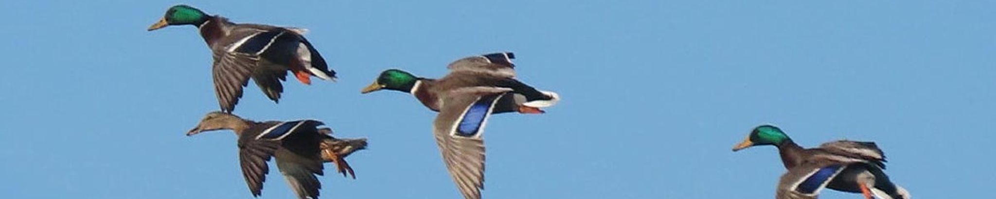 Cover for Douglas Schroeder Garvin's Obituary