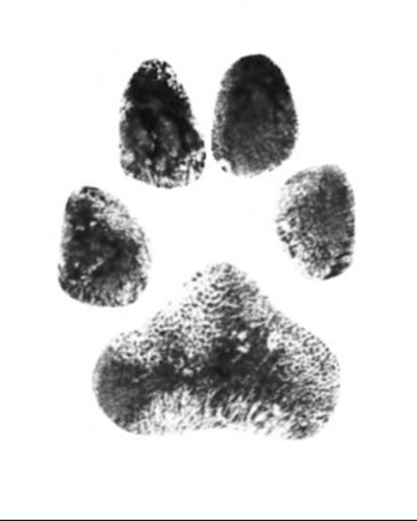 Dixie Wilfong Profile Photo