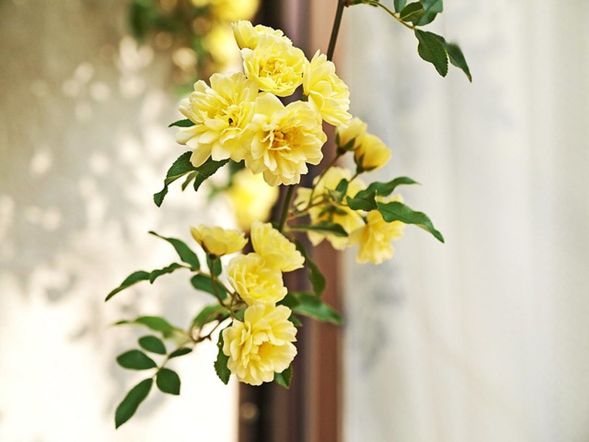 Cover photo for Norma Gene Krailler (nee Lanter)'s Obituary