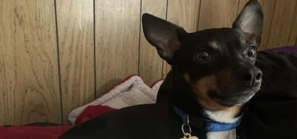 Chibi Profile Photo