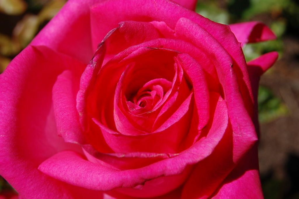 IRMA JEAN DODSON Profile Photo