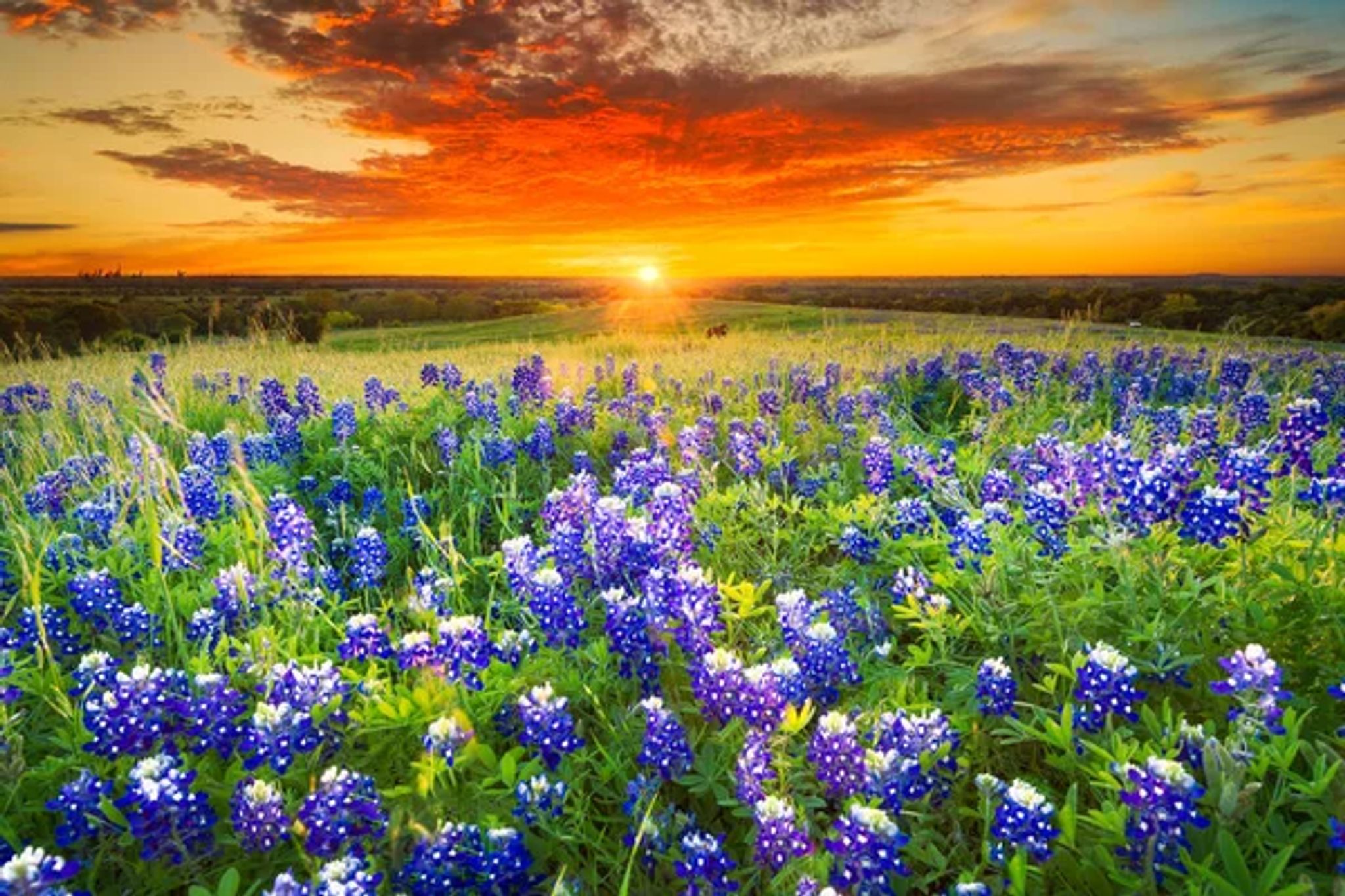 Cover for Betty Jo Brown's Obituary