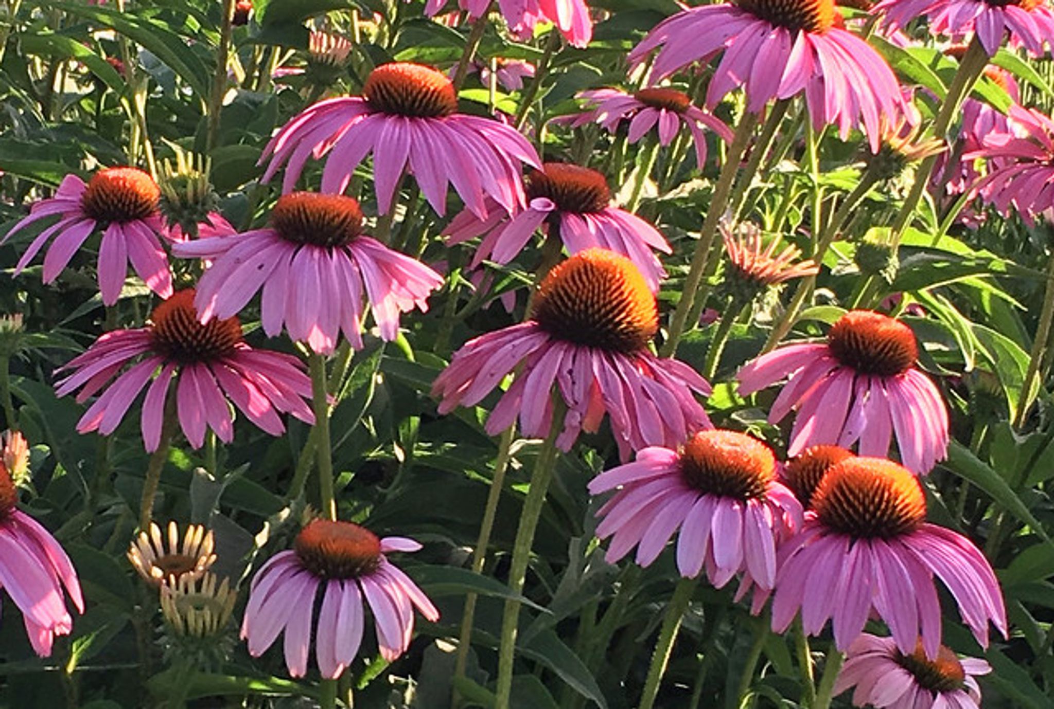 Cover photo for Wanda Dare Caudell Lilly's Obituary