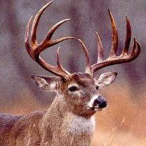 Mr. Dwight Sealey Profile Photo