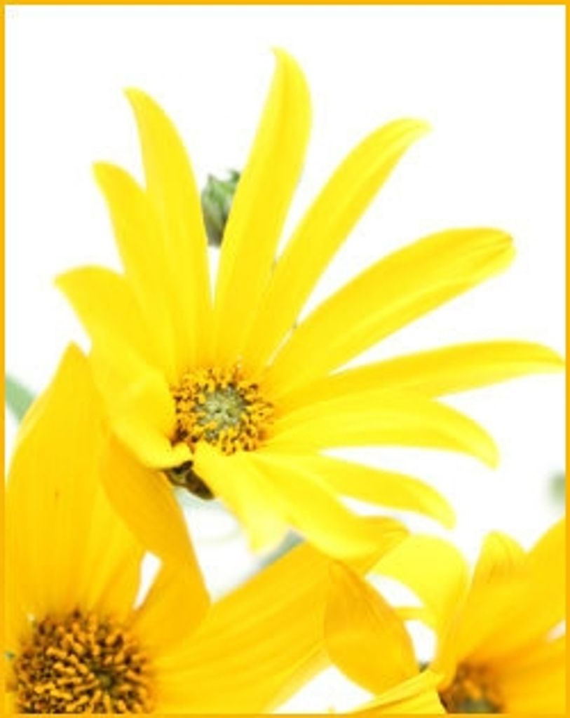 Renei Bailey Profile Photo