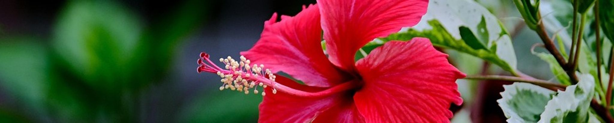 Cover for Zoila Galarza Cruz's Obituary