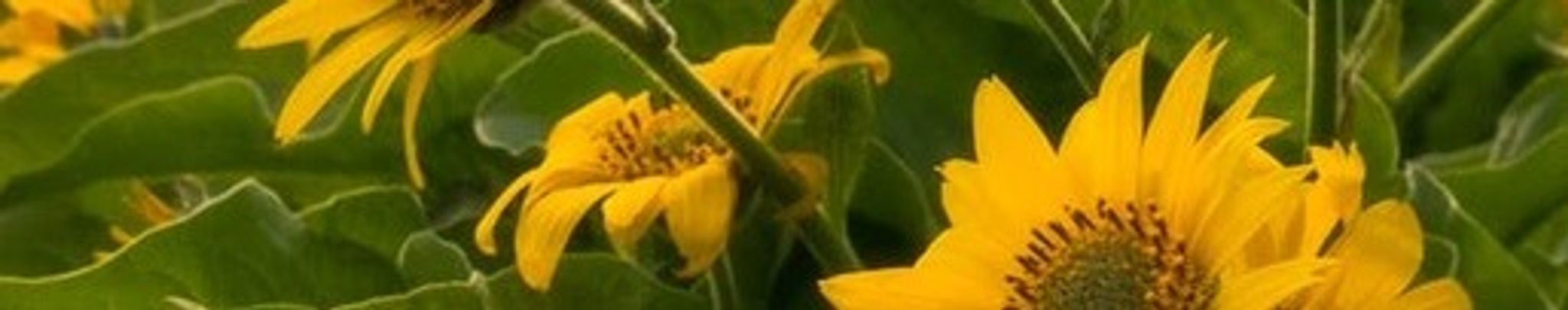 Cover photo for Jean Marie Macomb's Obituary