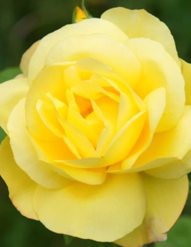 Ann Lou (George) Gardner