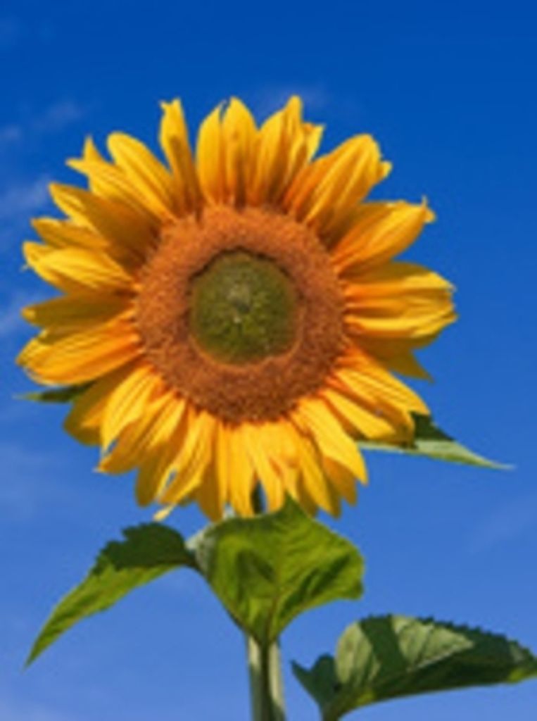 Cynthia Diane 'Cindy' Whitecotton