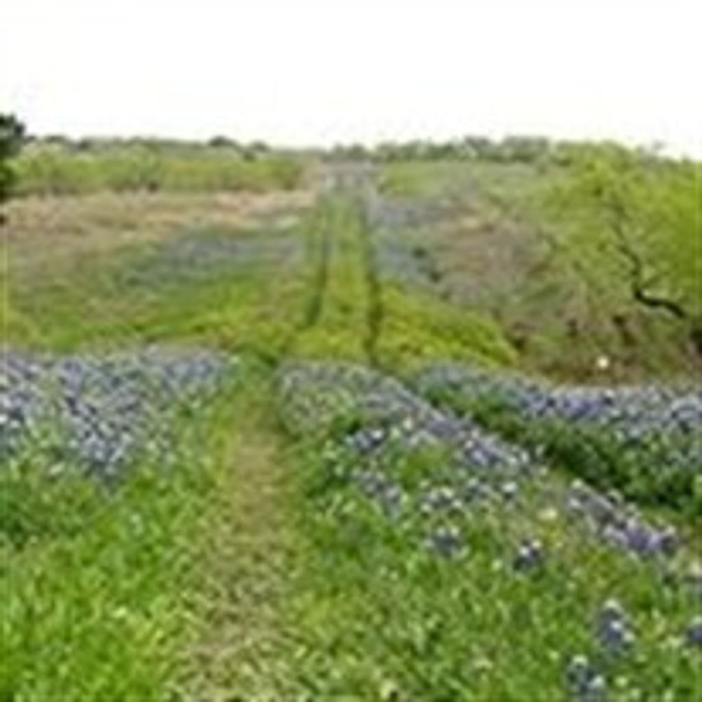 Charles A. Grounds