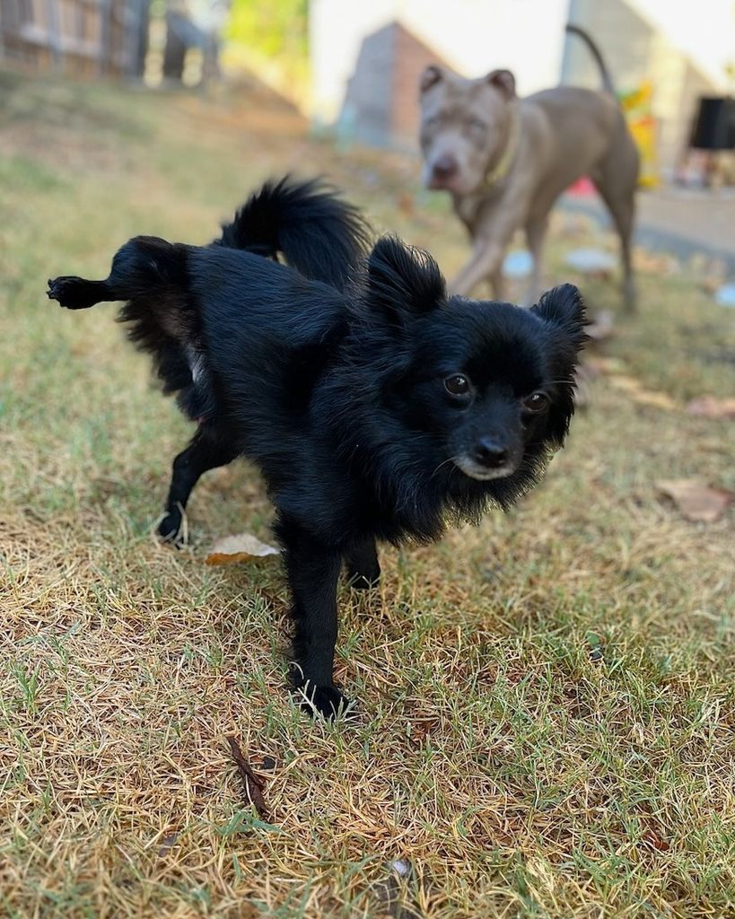 Fluffy Butt AKA "Osito" Profile Photo