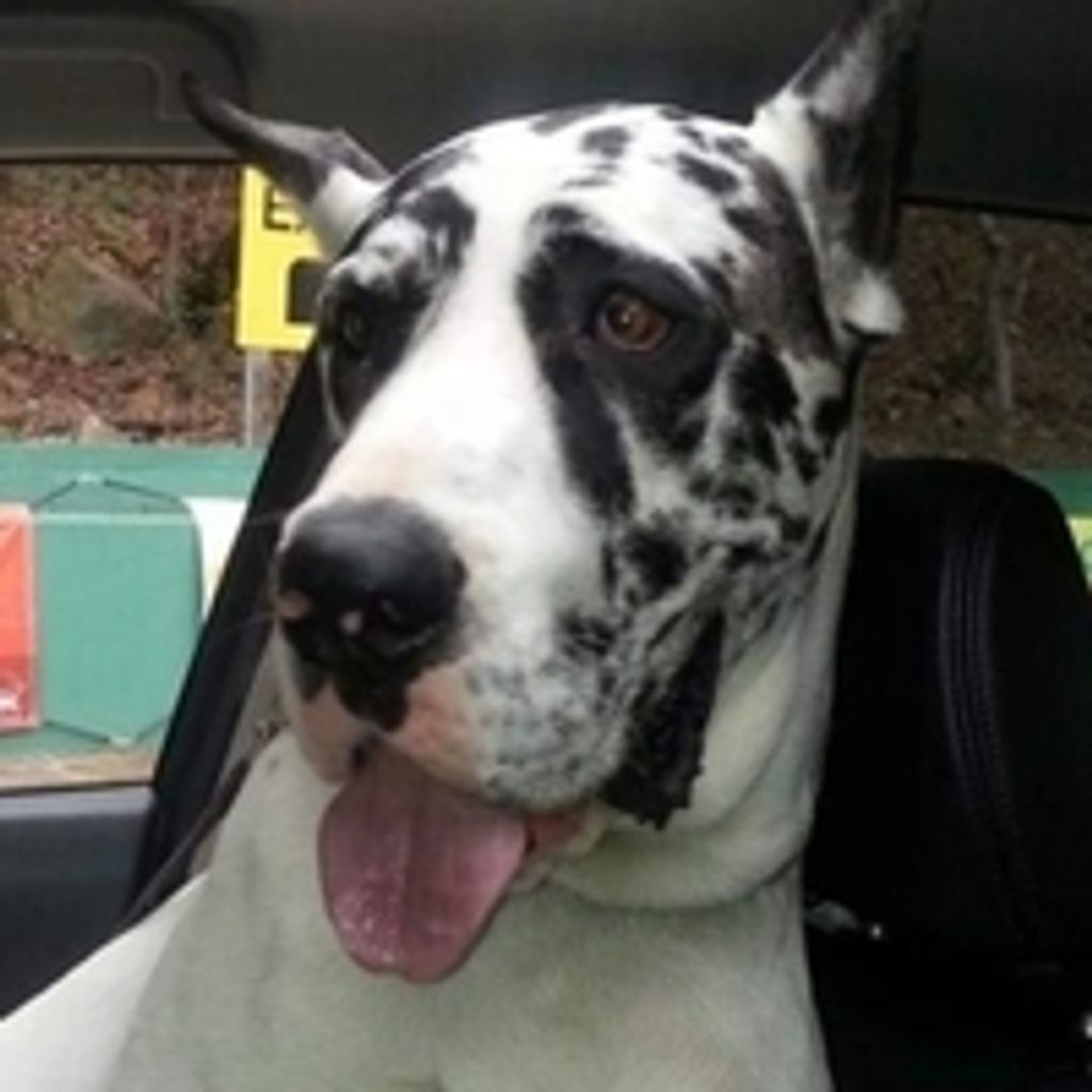 Morbid Vance Profile Photo