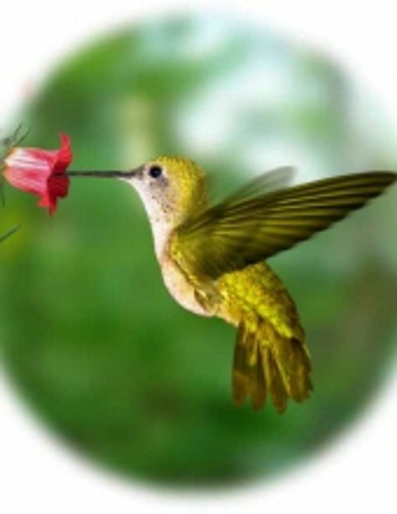 Mary Elma Darr Schoolfield -Gfh