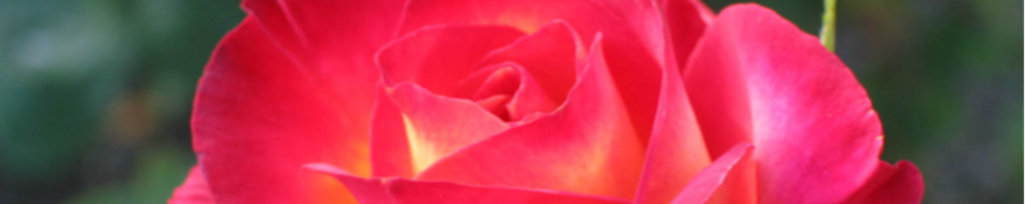 Cover photo for Kelli L. Rucker's Obituary