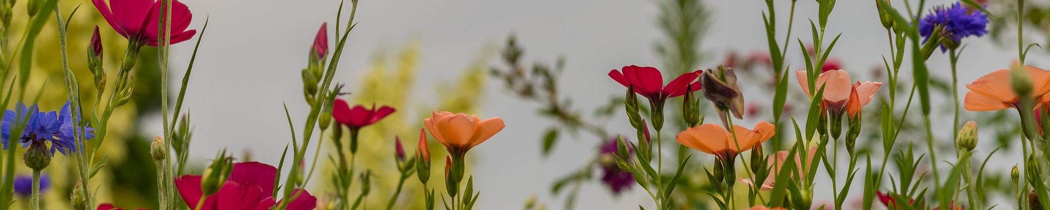Cover photo for Mary Rose Herman's Obituary