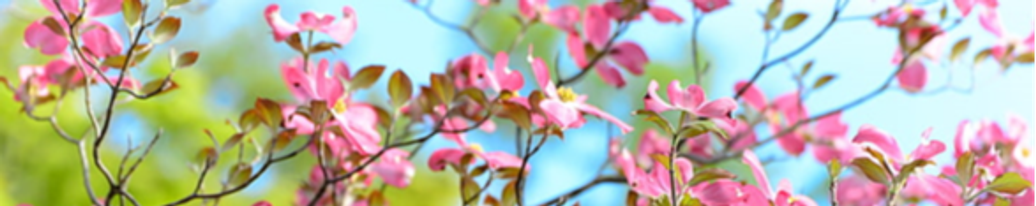 Cover photo for Frances Moore's Obituary