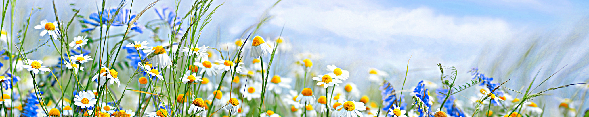 Cover for Susan Ellen Nalley's Obituary