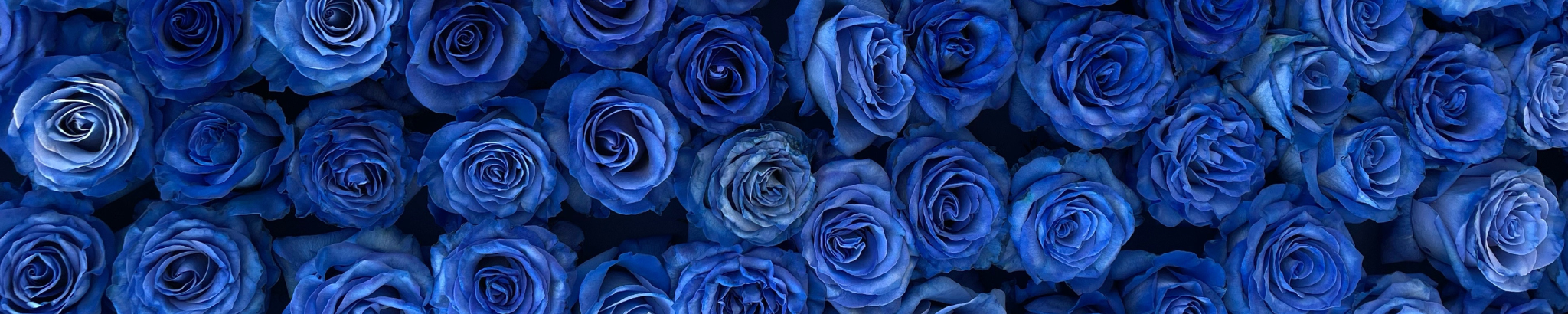 Cover for Immacolata Matarozzo's Obituary