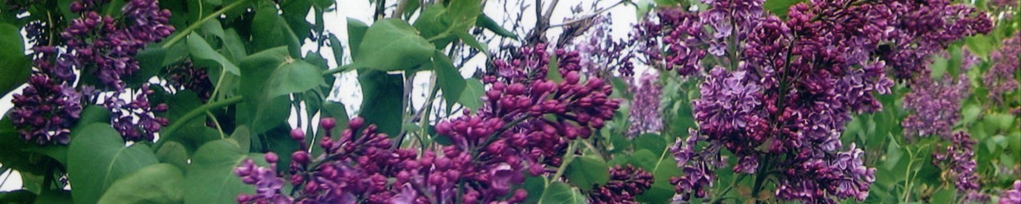 Cover for Janice Mary Beissel's Obituary