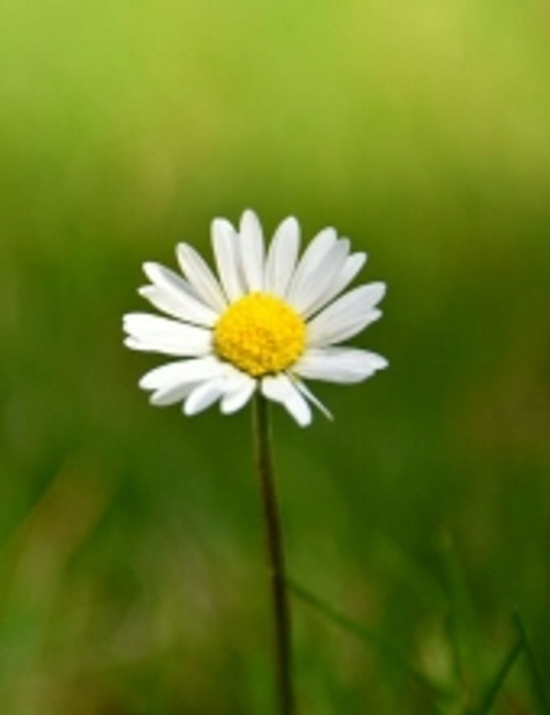 Rebecca Lacey Sorrow