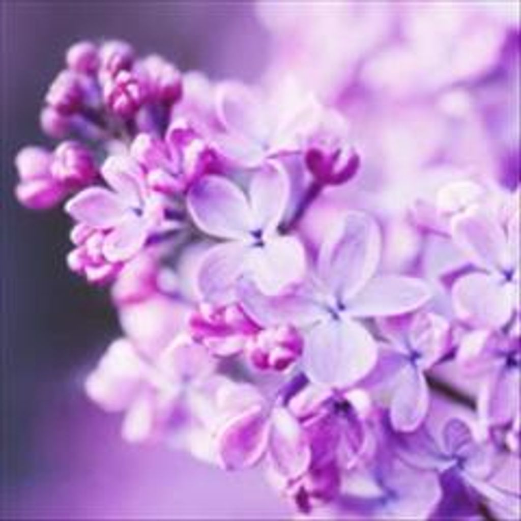 Janet Rae Rohlman Profile Photo