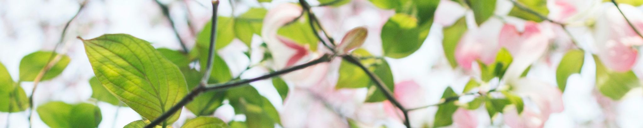 Cover photo for Jane Phillips's Obituary