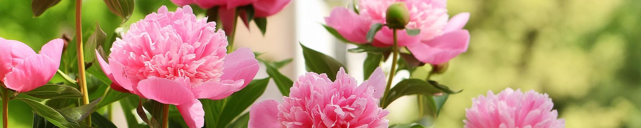 Cover for Laura Lynn Buxenstein's Obituary