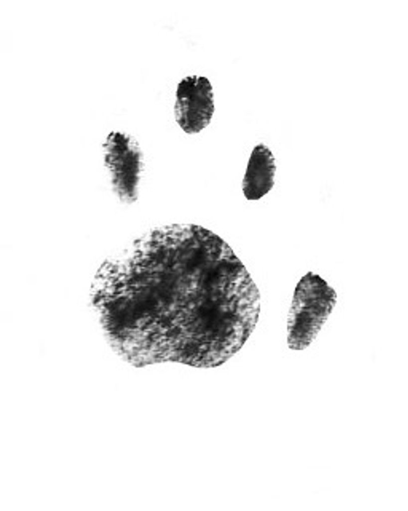 Bun Bun Dawson Profile Photo