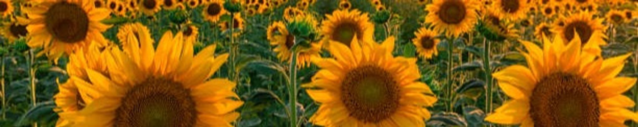 Cover photo for Danielle Fleischhacker's Obituary
