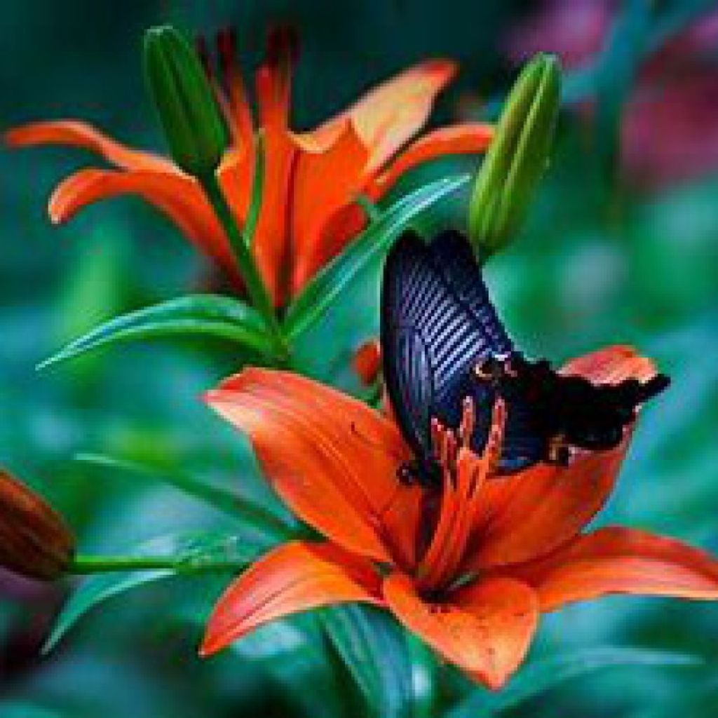 Luecretia A. Brose Profile Photo