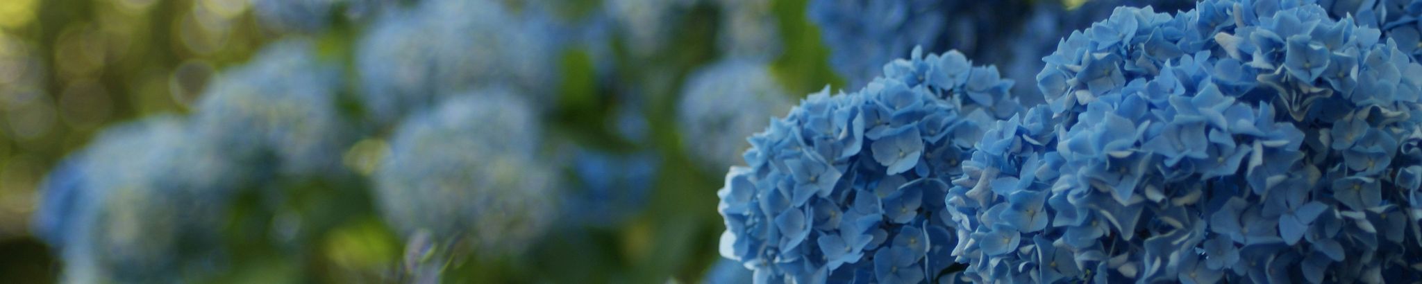Cover photo for Arsie Rowe's Obituary