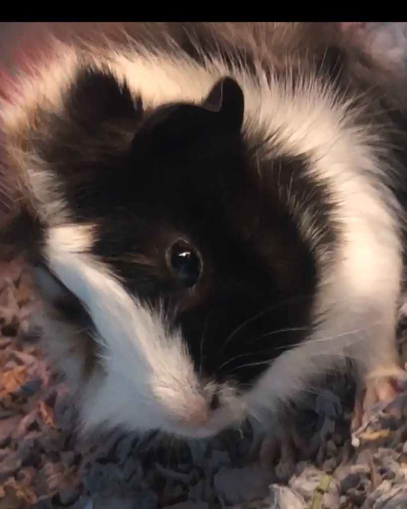 Luna Ibarra Profile Photo