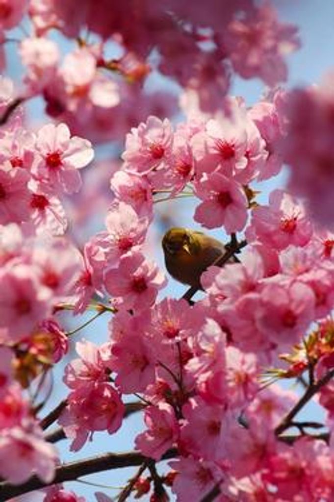 Mary Louise Alexander Profile Photo