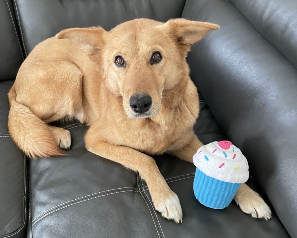 Chuckles Vest Profile Photo