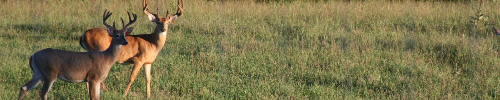 Cover for Terry Lee Guffy's Obituary