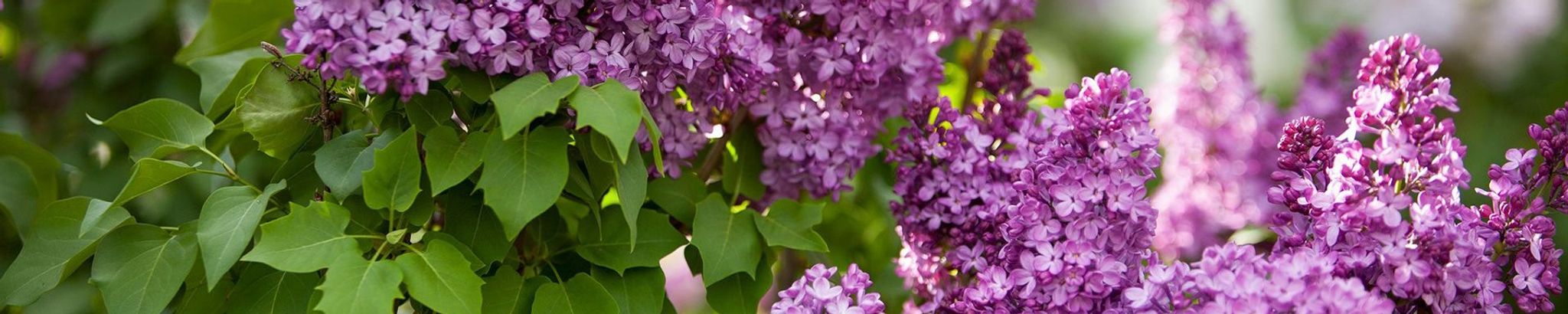 Cover for Linda Mary Peters's Obituary