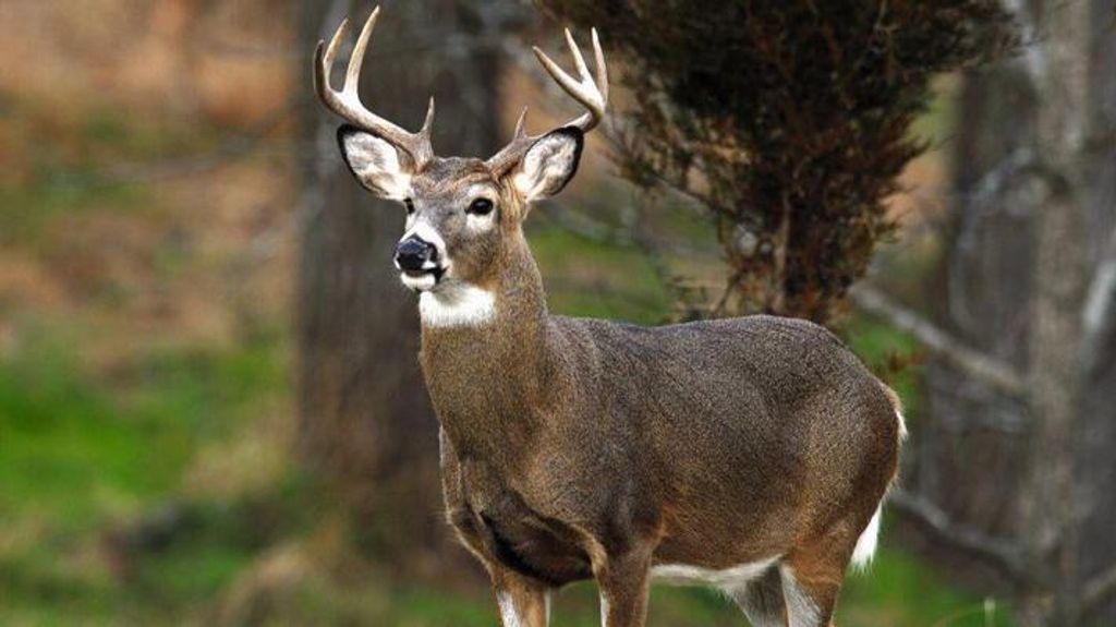 Brian Anthony Hawks Profile Photo