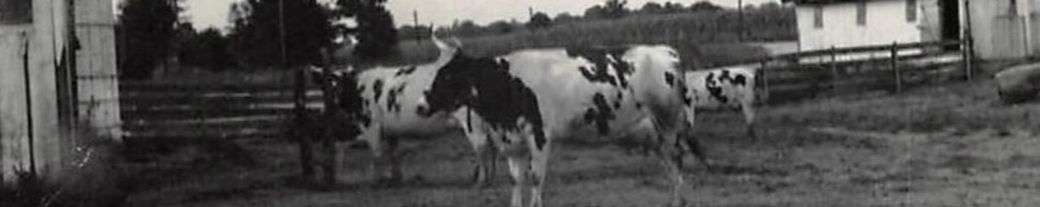 Cover for William J Ferree's Obituary