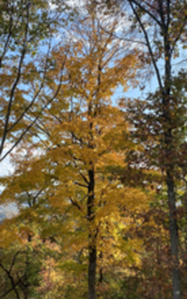 John C. Dearing Profile Photo