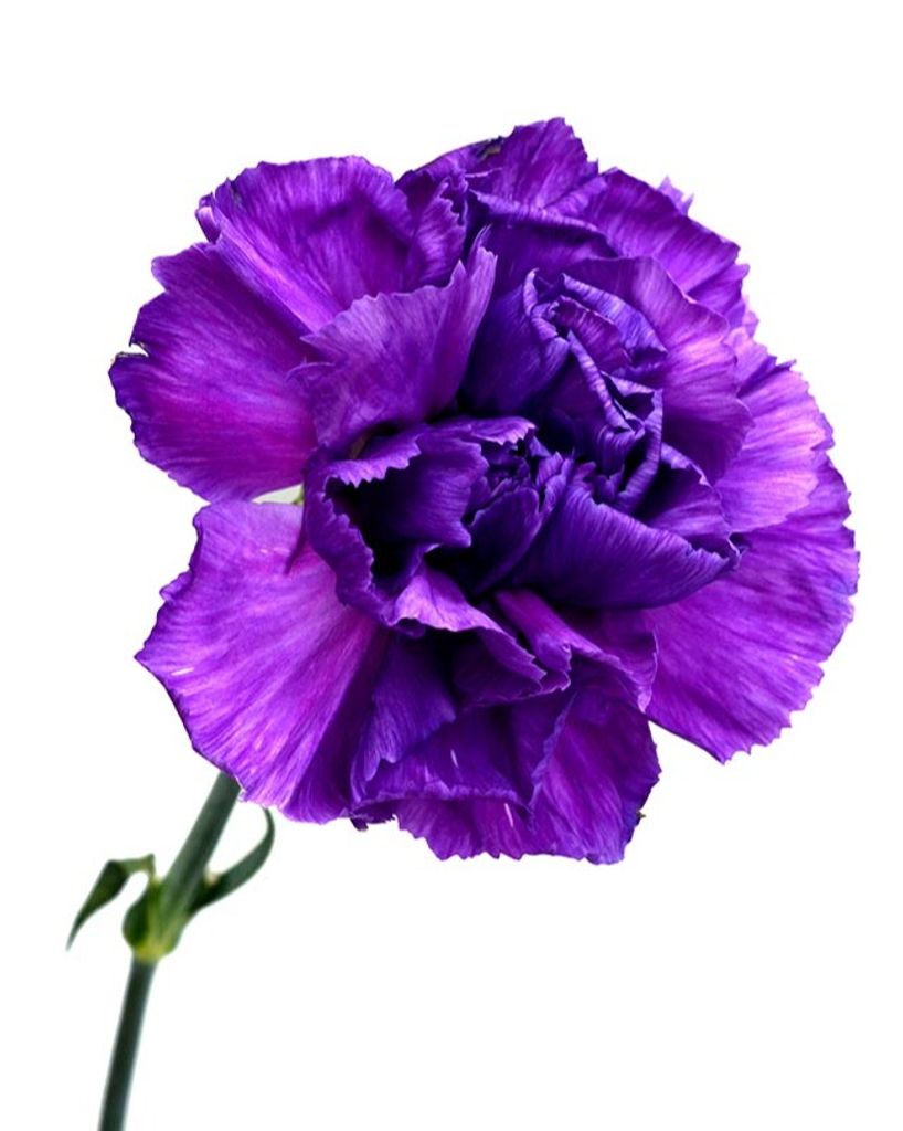 Bertha Lee Starling