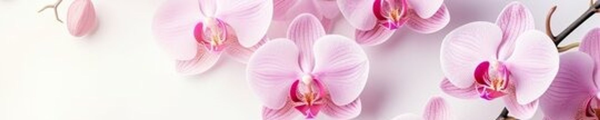 Cover for Huong Minh Thi Nguyen's Obituary