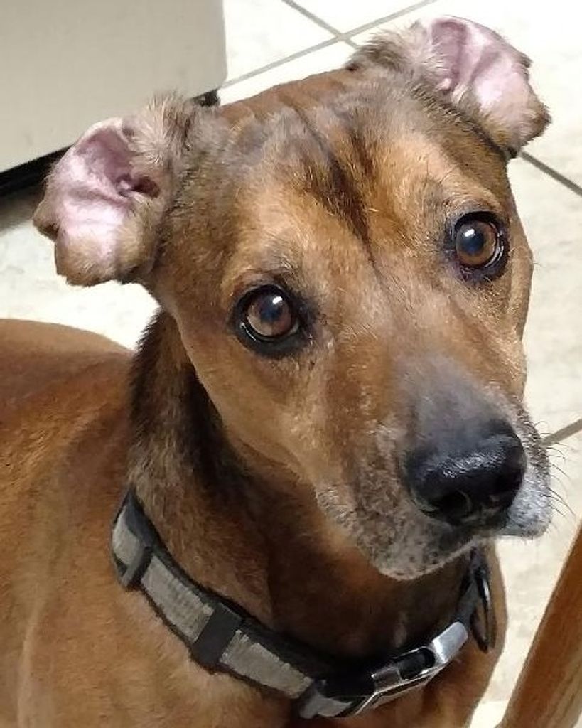 Hammer Watson Profile Photo