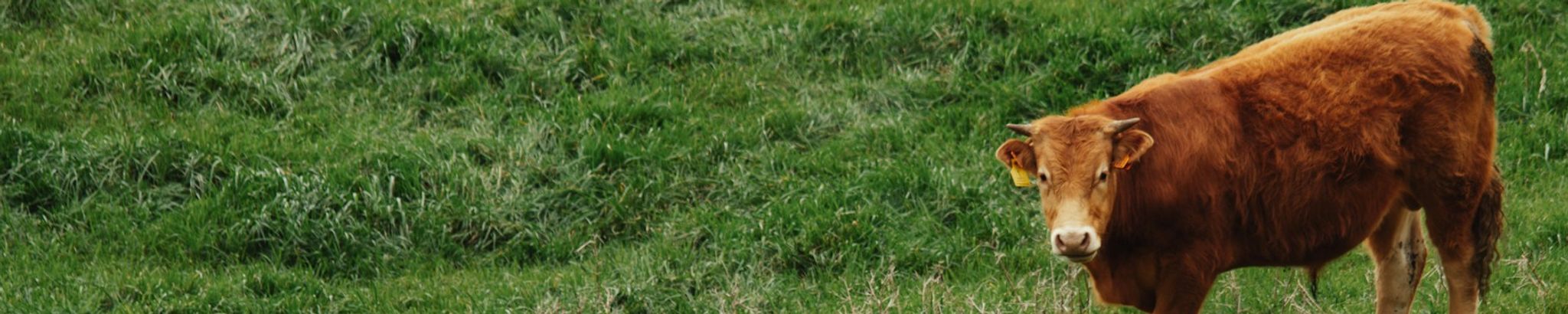 Cover for Virginia R. Suklis's Obituary