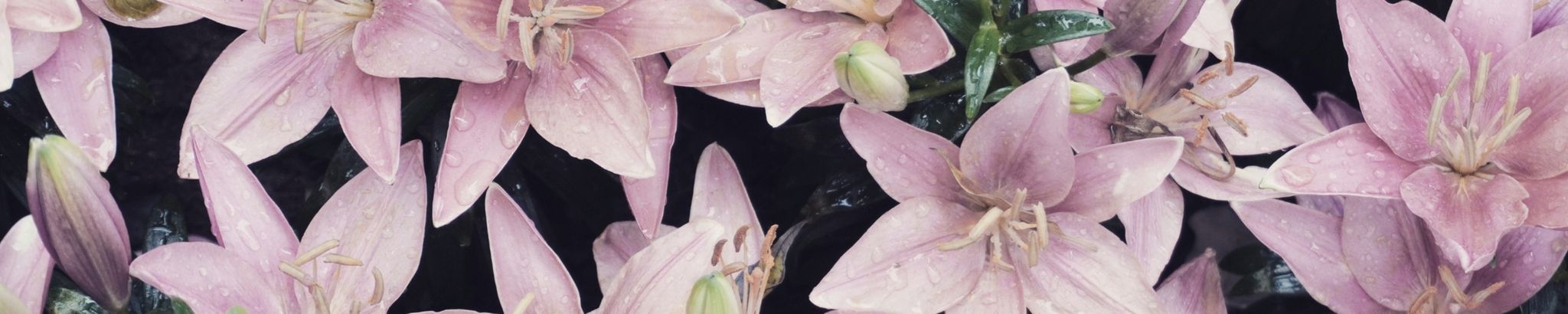 Cover photo for Karelys Alameda Sola's Obituary