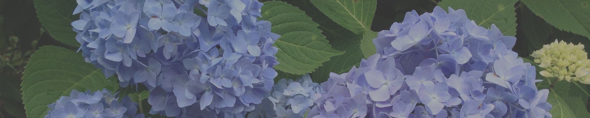 Cover for Barbara Dennen's Obituary