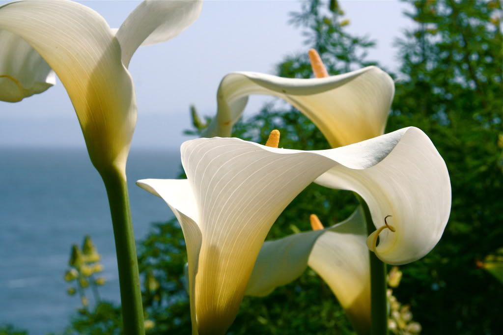 Dorothy N. "Dottie" Hammond