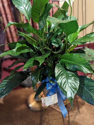 Leonard Wells photo 6